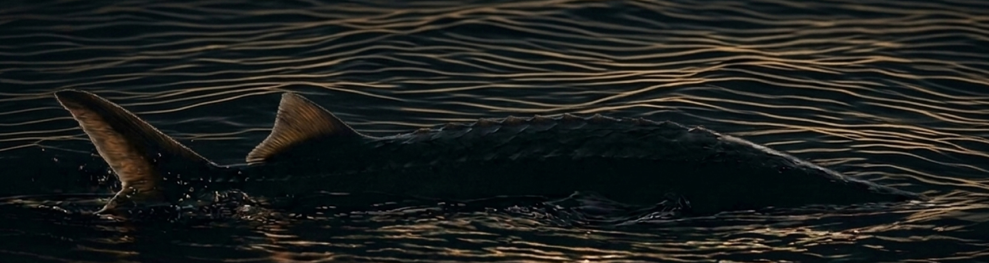 Kaviar in Perfektion image